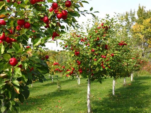 Meyve Bahçesi Kurulumu ve Bakımının Temelleri