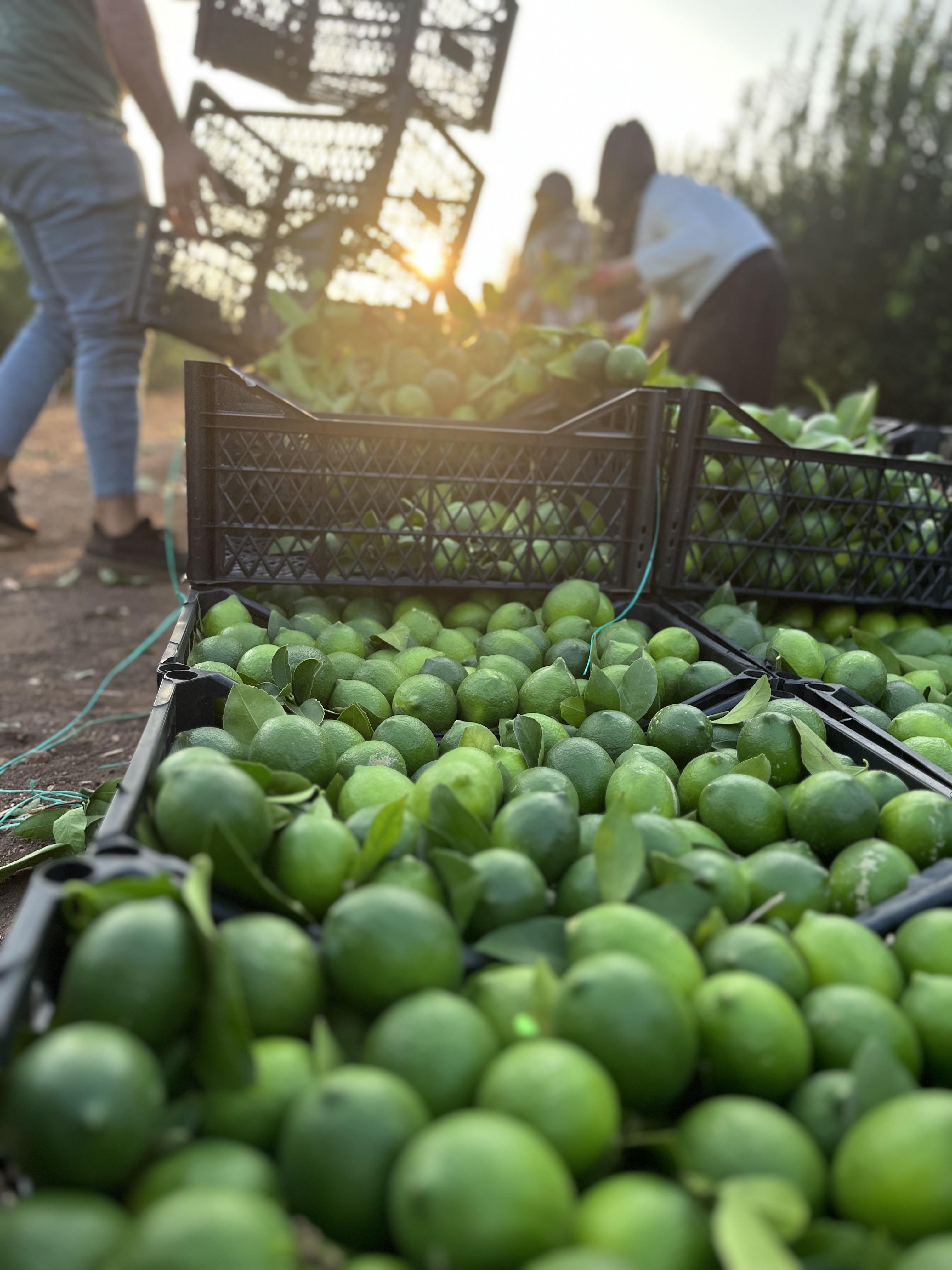 Limon